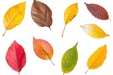A collection of autumn leaves a variety of colors including yellow. orange. red. and green. arranged artistically on a clean white background for use in seasonal design projects