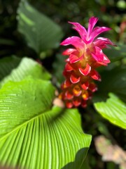 curcuma ginger flower