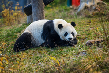 Obraz premium Giant Panda Resting on Grass