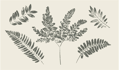 Botanical prints of ferns and leaves. Flat ink illustration of natural plants.