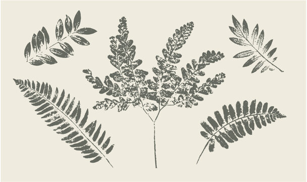 Botanical prints of ferns and leaves. Flat ink illustration of natural plants.