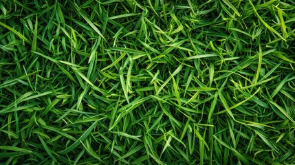 Photorealistic Top-Down Macro of Fresh Green Grass Texture for Wallpaper Background
