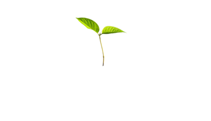 A small plant sprouting, two green leaves against a stark black background