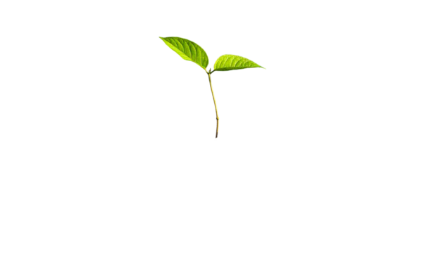 A small plant sprouting, two green leaves against a stark black background