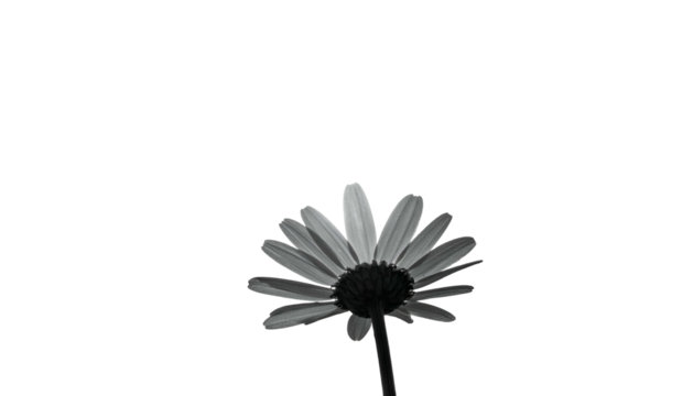 Black and white image of a daisy viewed from below against a stark black background