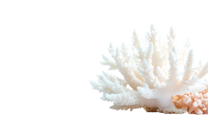 White coral branch with a textured surface against a contrasting black background