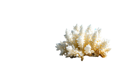 Close-up of white coral reef structure against a stark black background