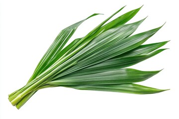 Fresh Pandan Leaves on White Background
