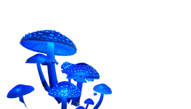 Luminescent blue mushrooms with white spots glow against a stark black background