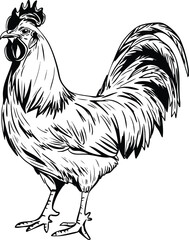 chicken vector image, black and white