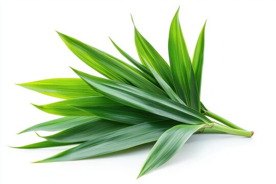 Fresh Pandan Leaves on White Background
