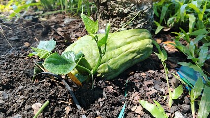 A chayote (manisa) fruit sprouting fresh green vines as it begins to grow in the soil under bright sunlight. The young leaves and tendrils emerging from the fruit show the early stage of its natural r