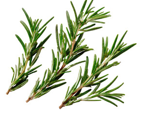 Fototapeta premium Fresh green rosemary sprigs isolated on a transparent background