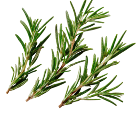 Fresh green rosemary sprigs isolated on a transparent background