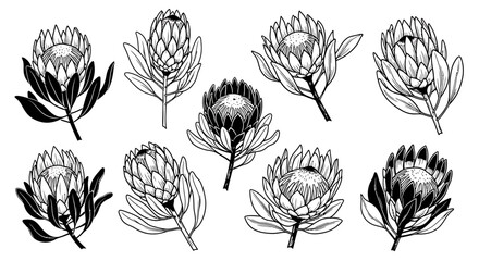 A collection of ten protea flower illustrations in a black and white line art style, isolated on a white background. © Sultan Desain