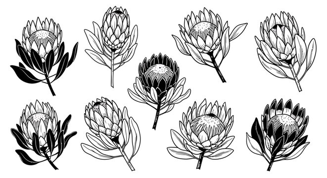 A collection of ten protea flower illustrations in a black and white line art style, isolated on a white background.