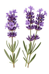 Fototapeta premium Lavender sprigs purple flowers green stems isolated on a transparent background