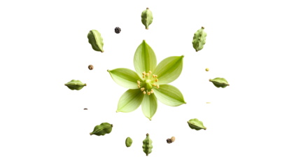 A central green flower surrounded by buds and small dark elements against black