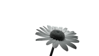 Black and white macro image of a daisy flower, isolated against a dark background