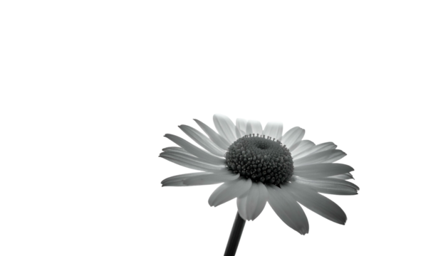 Black and white macro image of a daisy flower, isolated against a dark background - Powered by Adobe