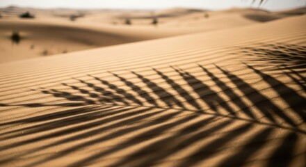 Distinct palm frond shadow patterns the rippled surface of a sunlit sand dune