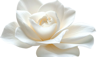 Close-up of a pure white flower, fully bloomed, against a transparent background