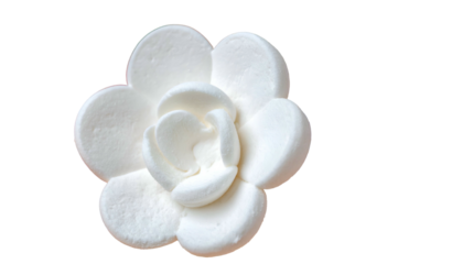 Close-up of a white, layered, cream flower bloom, set against a black backdrop