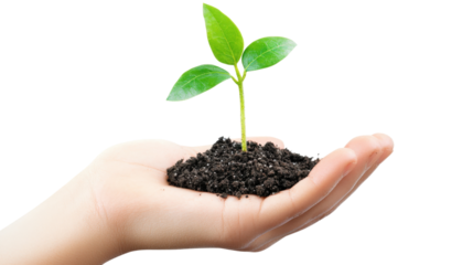 Hand holding seedling in soil isolated on a transparent background
