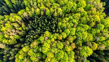 Aerial view of a dense forest canopy, with varying green hues and textures forming a natural, sprawling pattern