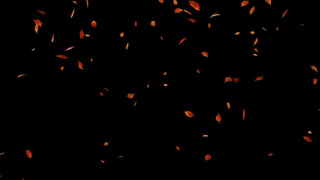 Falling Autumn Leaves Loop Animation / Transparent Background / 4K