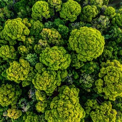 Aerial view of forest canopy with varied shades of green, illuminated by golden sunlight