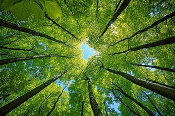 Looking up through tall slender trees to a bright blue sky framed by a heart-shaped canopy of vibrant green leaves, evoking calm and wonder