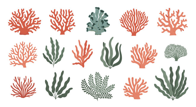 A collection of stylized illustrations depicting various types of coral and marine plants in warm orange and cool green hues on a white background.