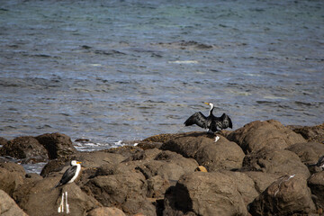 black sea gull