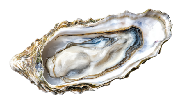 Open Oyster Shell with Pearly Interior isolated on a transparent background