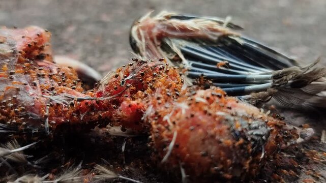 Red ants swarming a fallen sparrow, illustrating nature&rsquo;s decomposition cycle and the essential role of insects in breaking down organic matter.