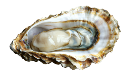 Open Oyster with Creamy Flesh isolated on a transparent background
