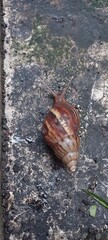 ​A giant African snail (Achatina fulica) moving slowly across wet, dark concrete after a rain. Shows its spiraled shell and tentacles in a natural outdoor setting