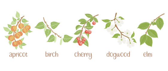 vector drawing set of tree branches with seeds, fruits, flowers and green leaves isolated at white background, apricot, birch, dogwood, elm and cherry, hand drawn illustration