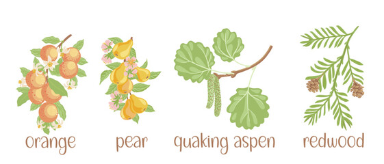 vector drawing set of tree branches with seeds and green leaves isolated at white background, orange, pear, quaking aspen and redwood hand drawn illustration