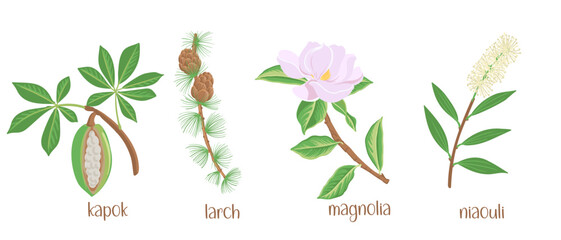 vector drawing set of tree branches with seeds , flowers and green leaves isolated at white background, kapok, larch, magnolia and niaouli, , hand drawn illustration