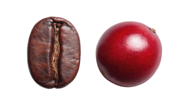 Two coffee beans, one roasted, one bright red cherry