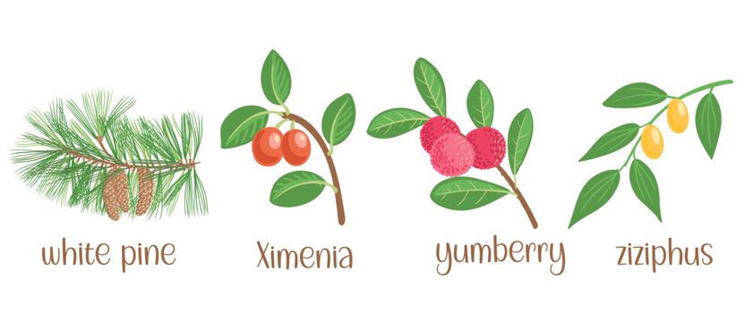 vector drawing set of tree branches with fruits and green leaves isolated at white background, white, pine, ximenia, yumberry and zizifus,, hand drawn illustration