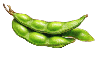 Two green pods with beans, detailed botanical illustration