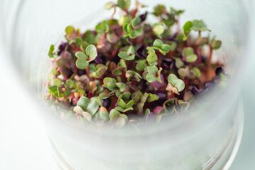Macro Close up of Colorful Radish Micro Greens
