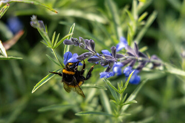 bumblebee on a flower