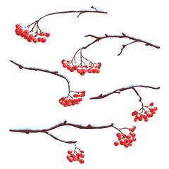 Fototapeta premium vector drawing rowan branches with red berries and snow in winter, design elements isolated at white background, hand drawn illustration