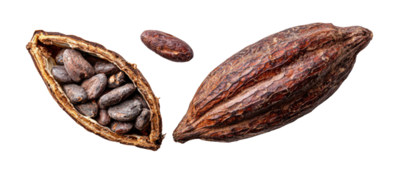Ripe cacao pod split open revealing seeds; one intact pod; one loose seed