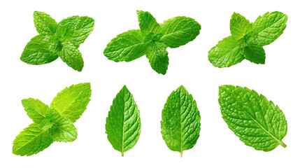 Mint leaf isolated. Mint on transparent background. Set of mint leaves