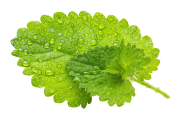 Fresh green leaf with water droplets on black background (1)